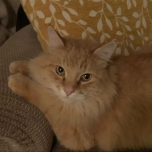 Meet your Posher, Iliana